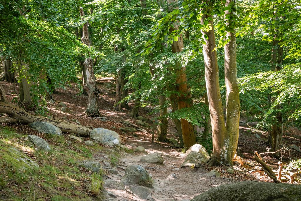 Naturen vid Stenshuvud
