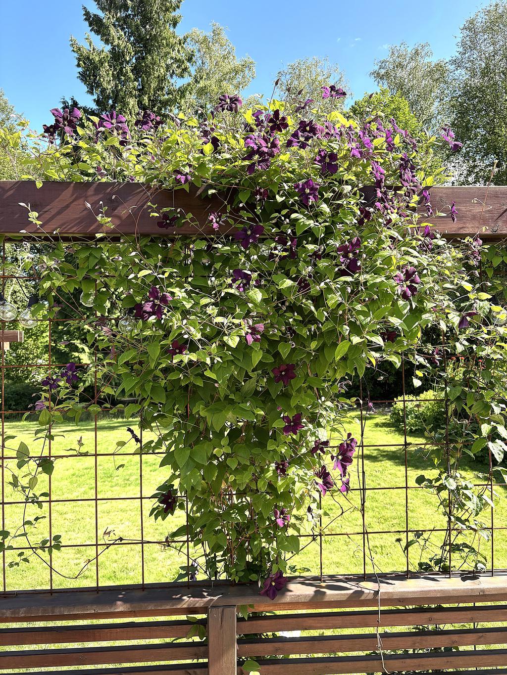 Säljarens egna trädgårdsbilder