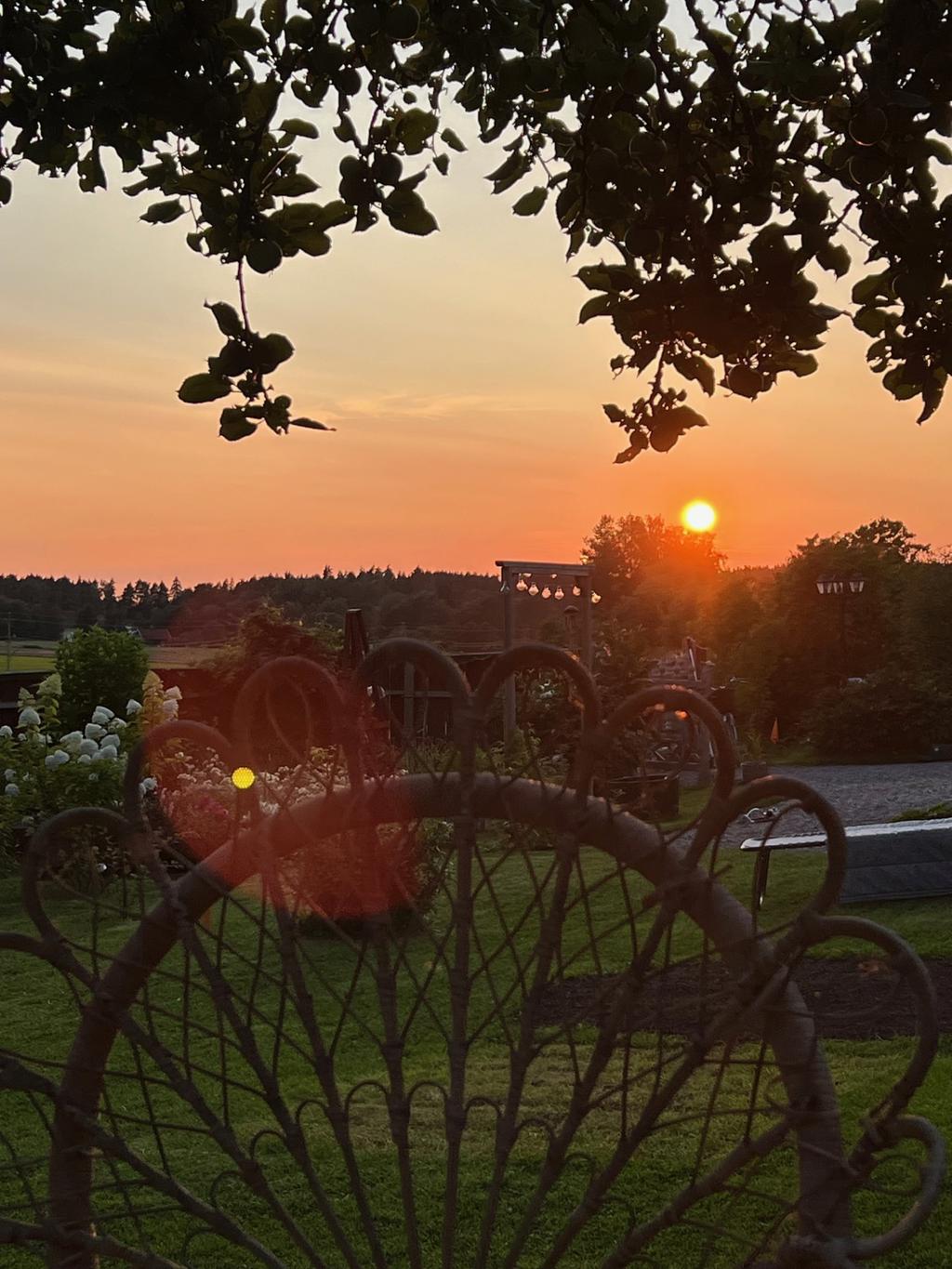 Säljarens bild - solnedgång över trädgården