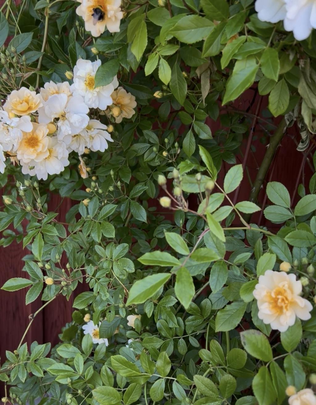 Säljarens bild - vackra rosor