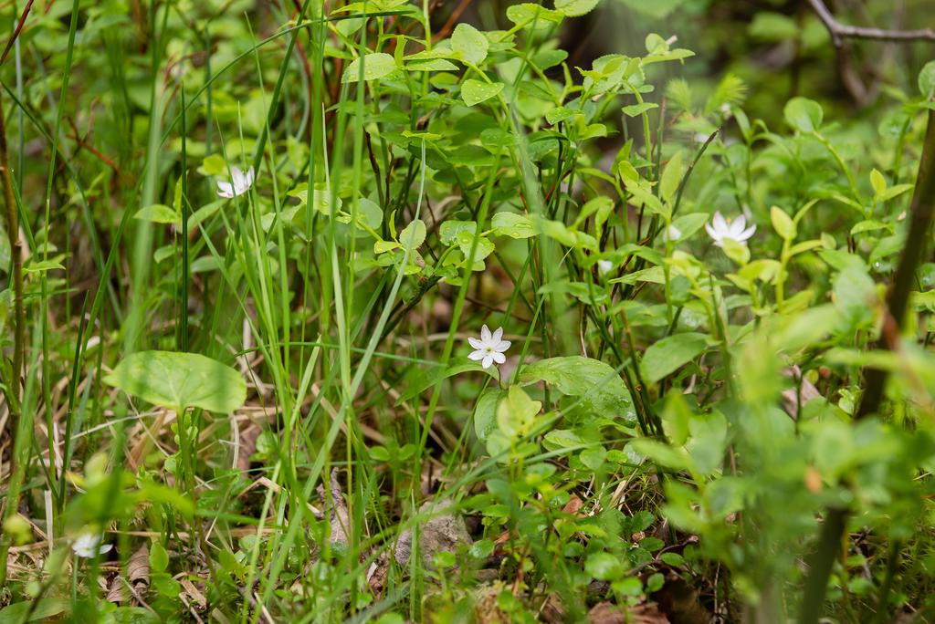 Naturtomt 