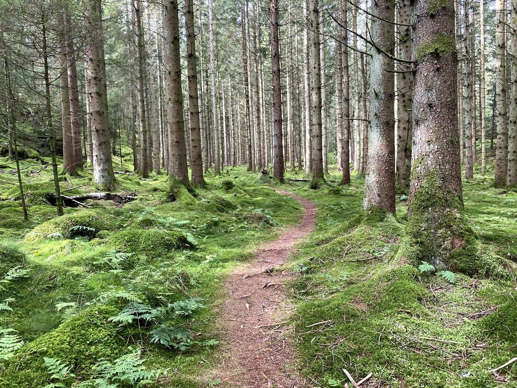 En av skogens alla stigar, och vackra natur. 