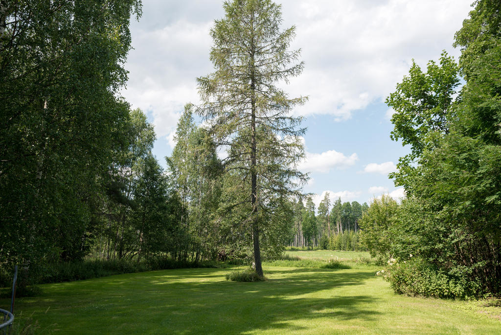 Trädgården.