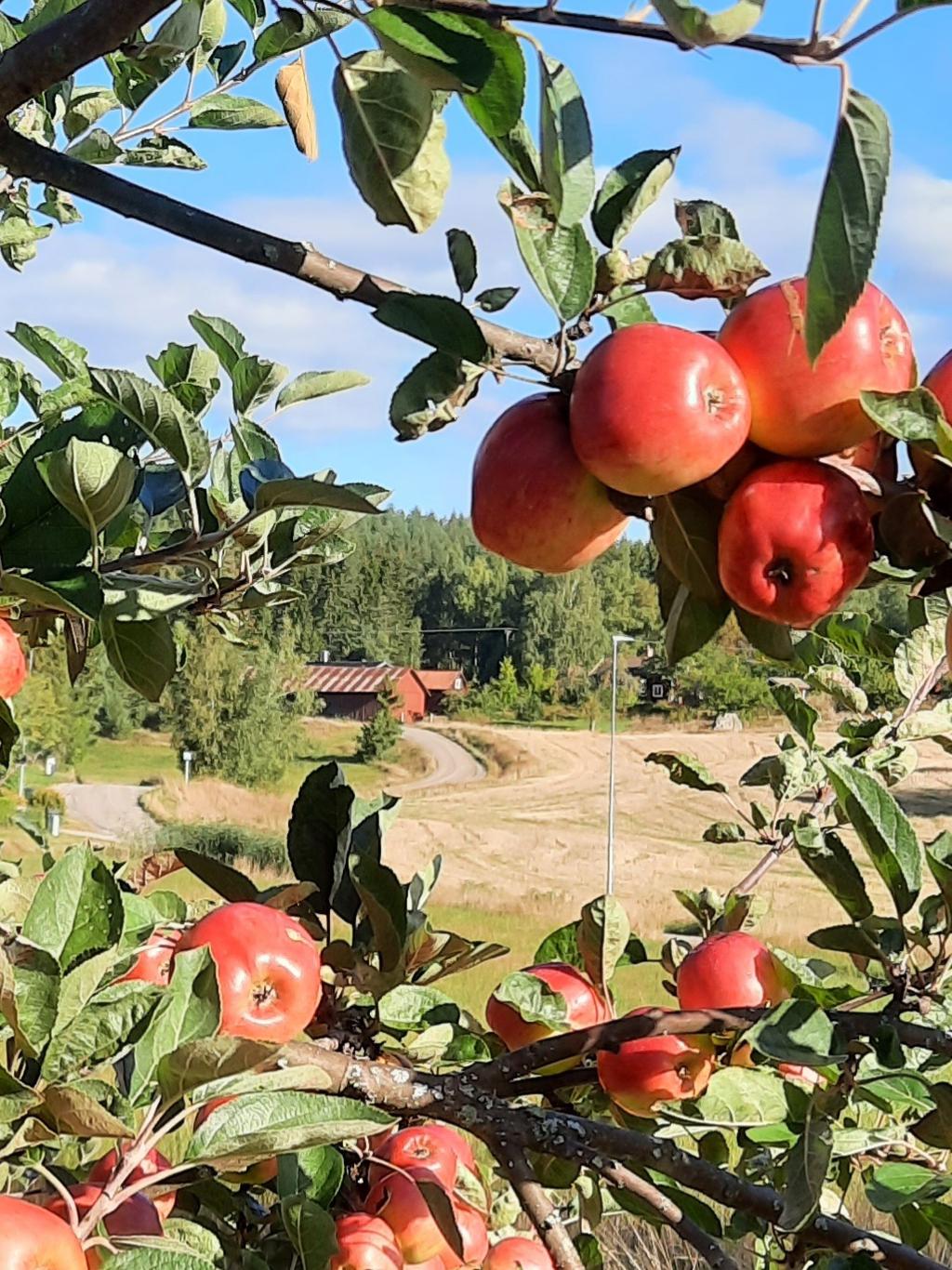 Säljarens egna bilder - egna äpplen