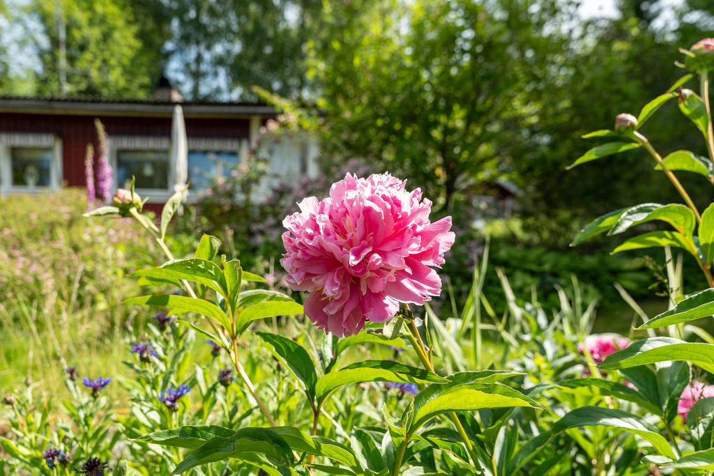 Pionbuske i trädgården