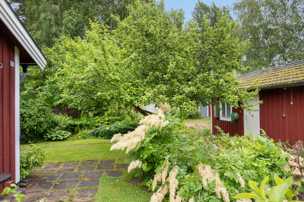 Trädgård