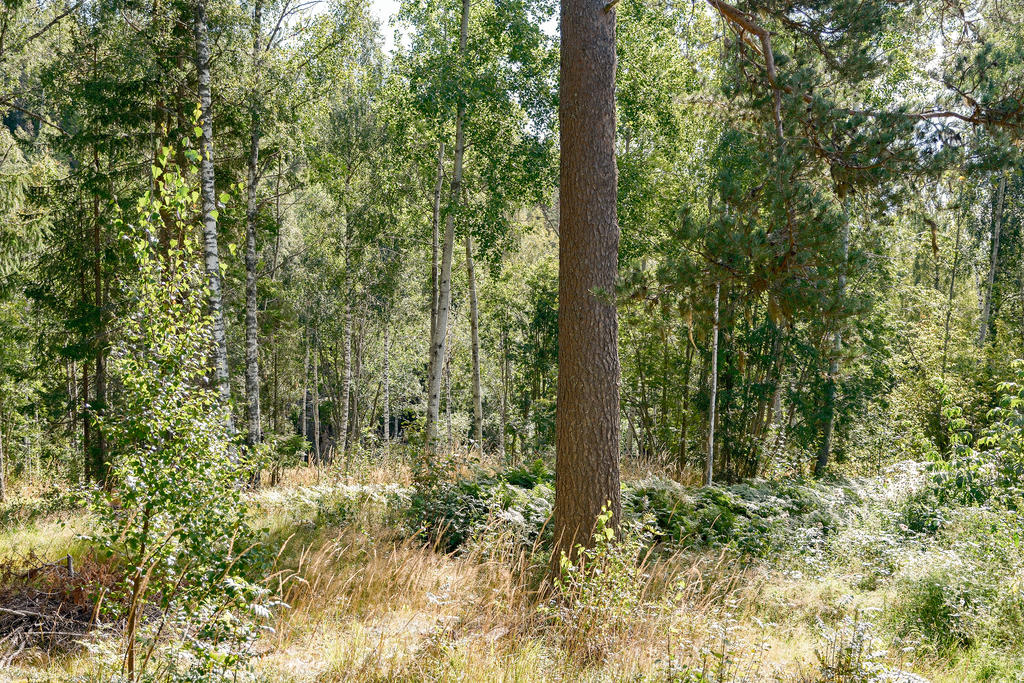 På baksidan har du naturen som närmaste granne.
