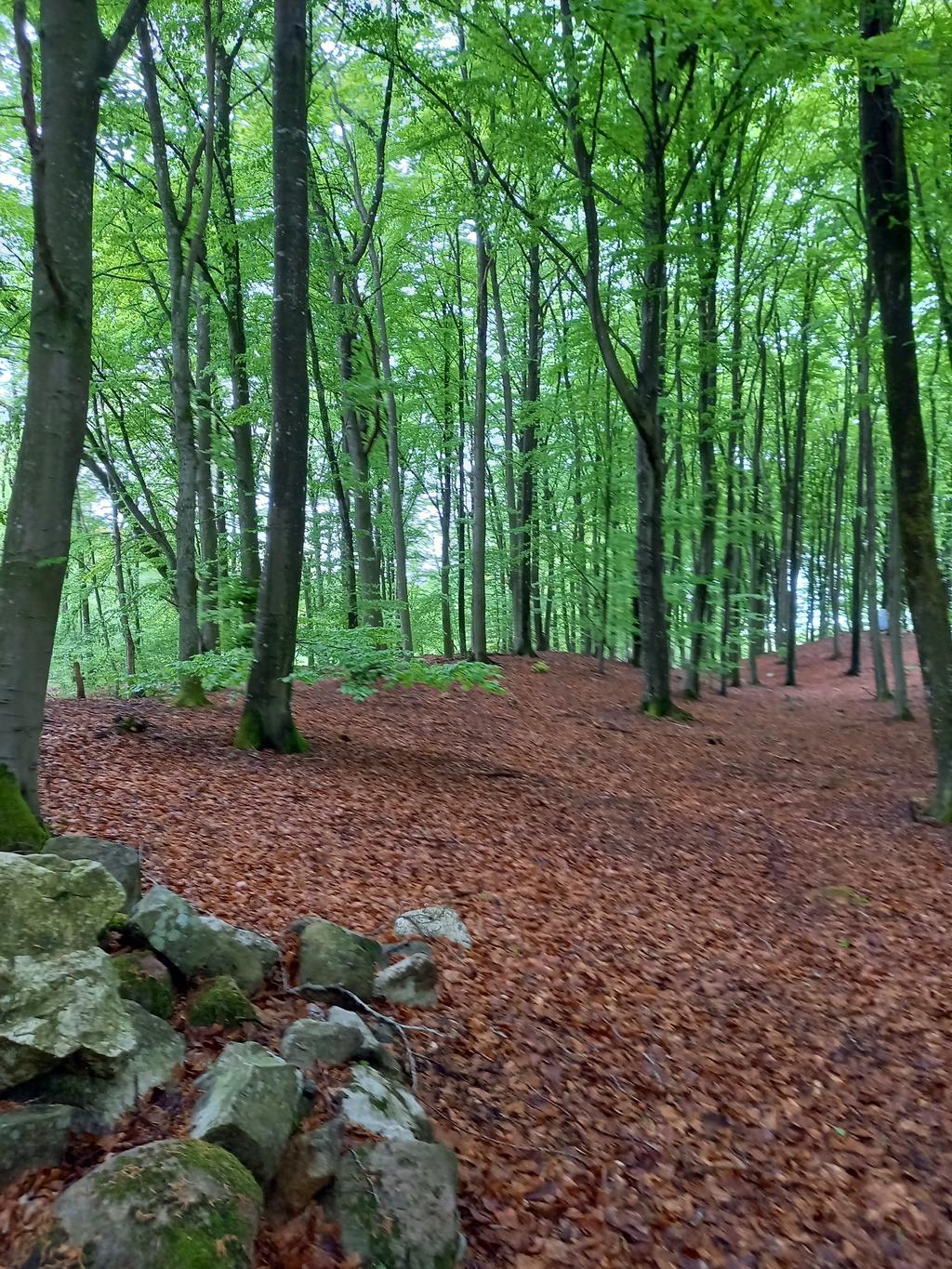 På kort promenadavstånd från huset finns vackra skogar