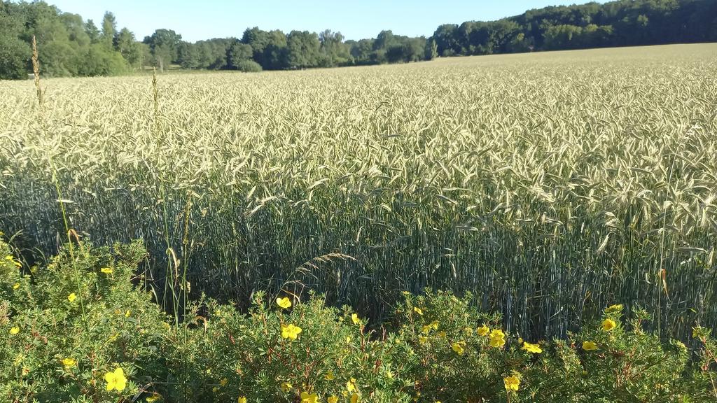 Runtom tomten är det en hisnande utsikt. Öppna fält, skog som inramar. Här kan det växa olika saker beroende på år och årstid, allt från spannmål till raps