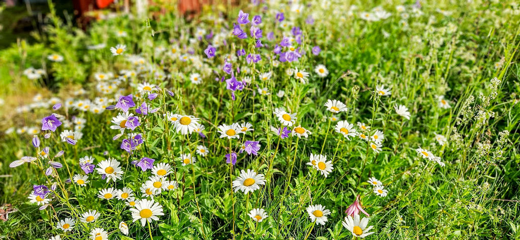 Säljarnas egen bild