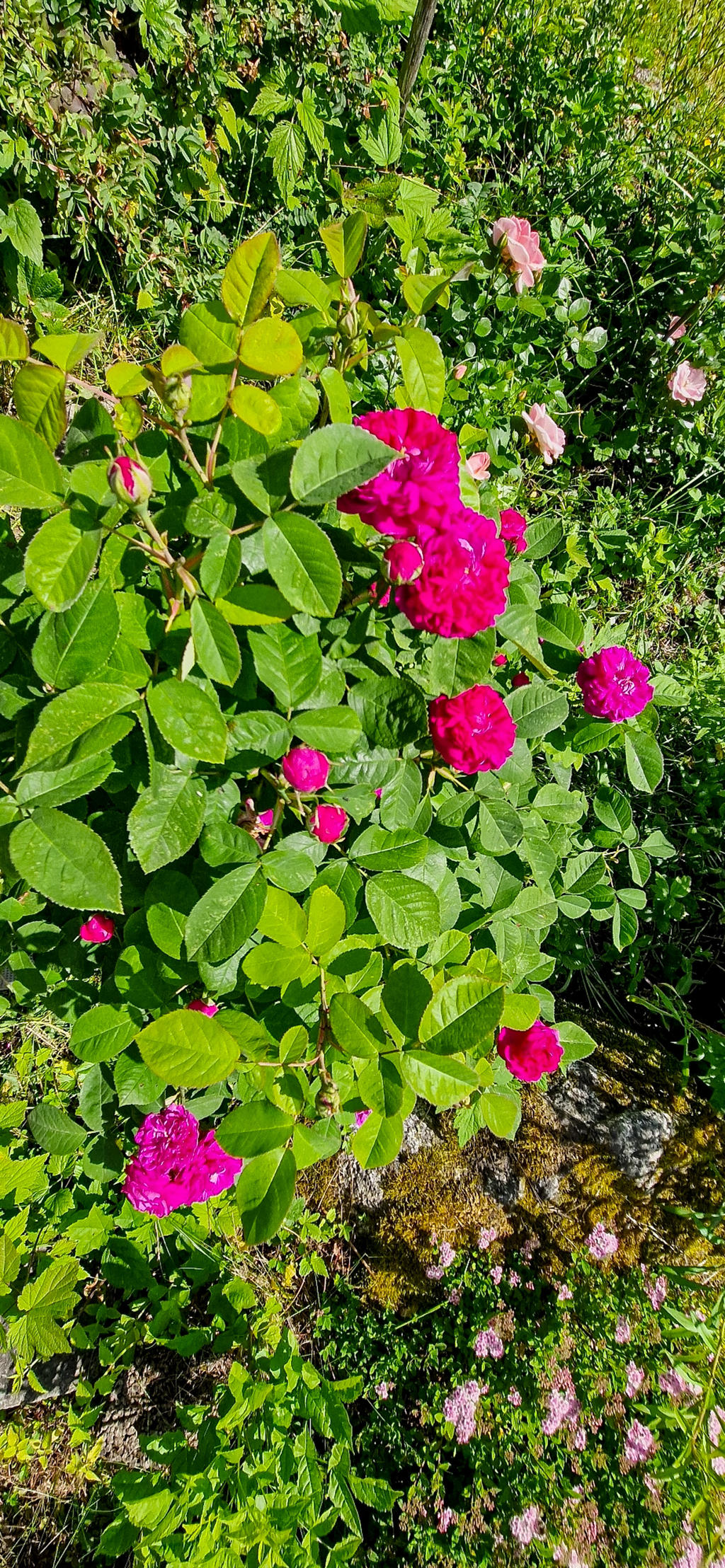 Säljarnas egen bild