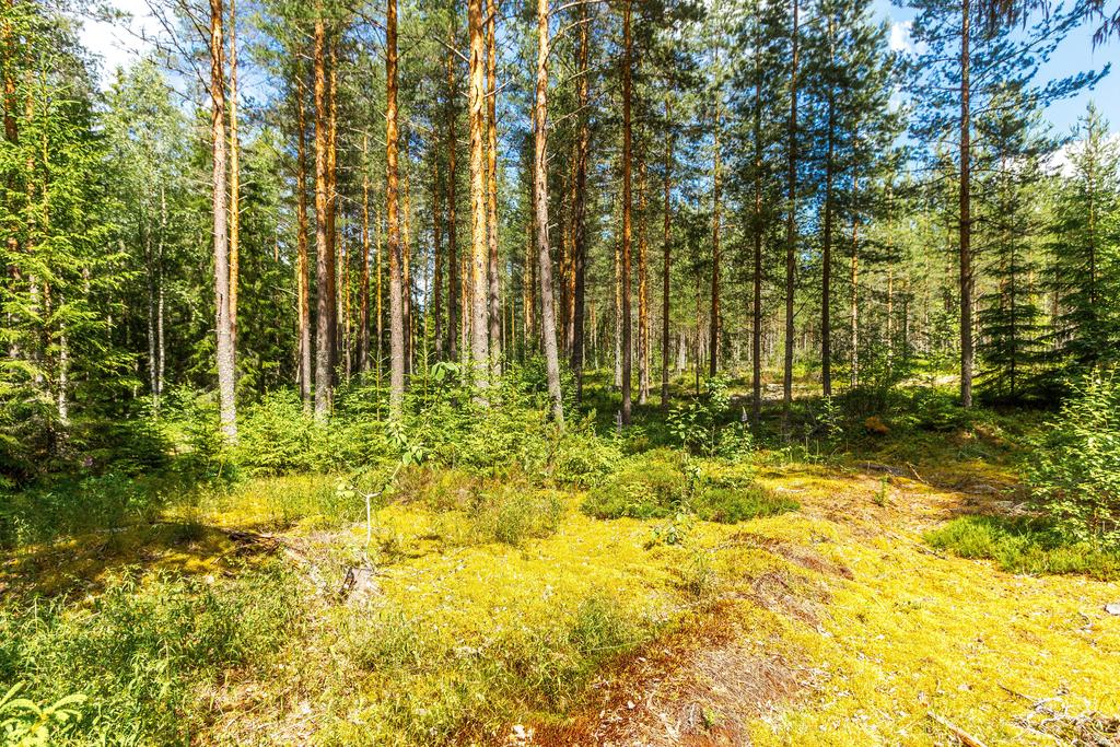 Skogen rätt in på husknuten