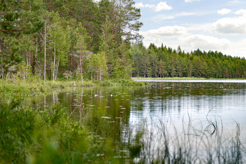 Skisstjärn - en fin fiskesjö