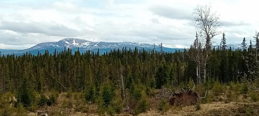Ägaren egna bild från tomten i våras.