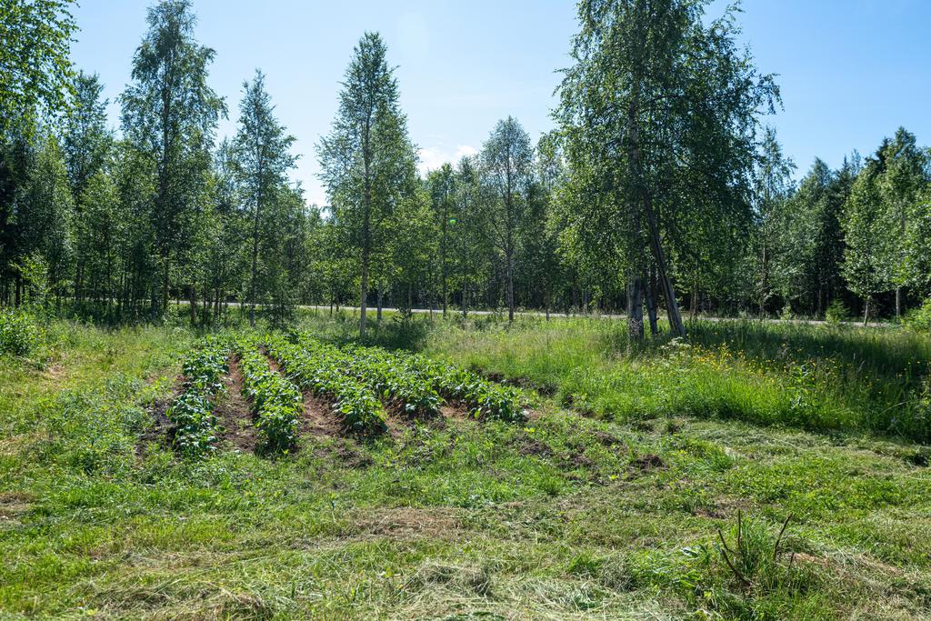 Potatisland