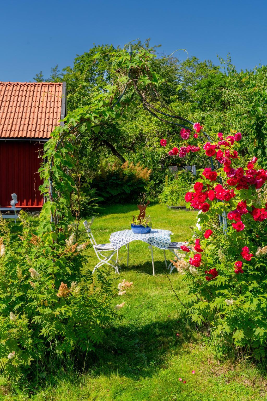 Underbara rosbuskar i full sommarblom