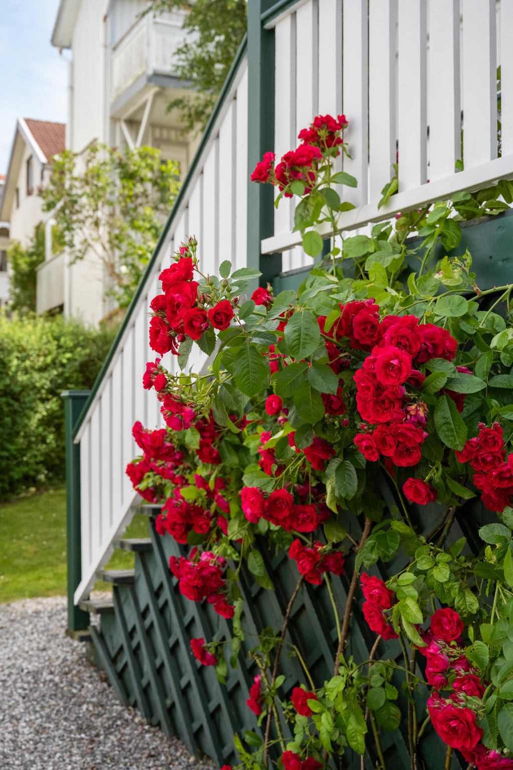 Underbara rosenbuskar