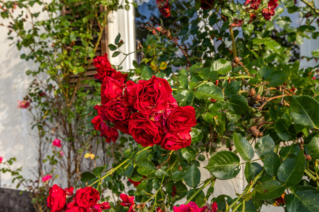 Lummig Tomt med Rosprakt