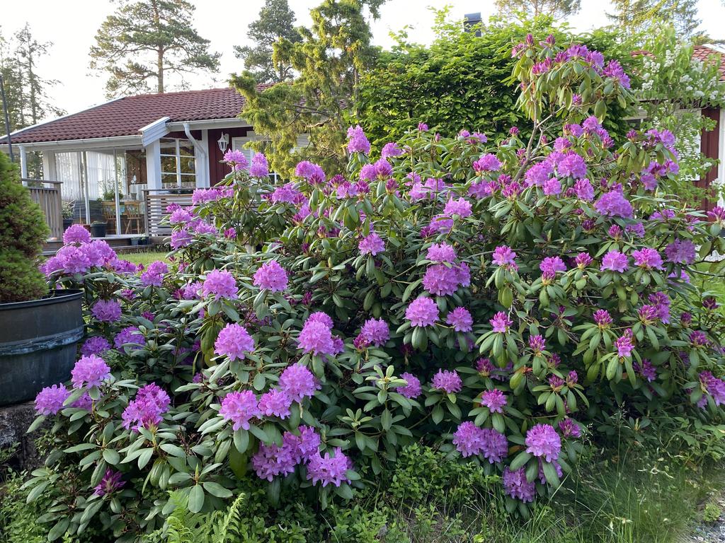 Rhododendron i full prakt
(foto privat)