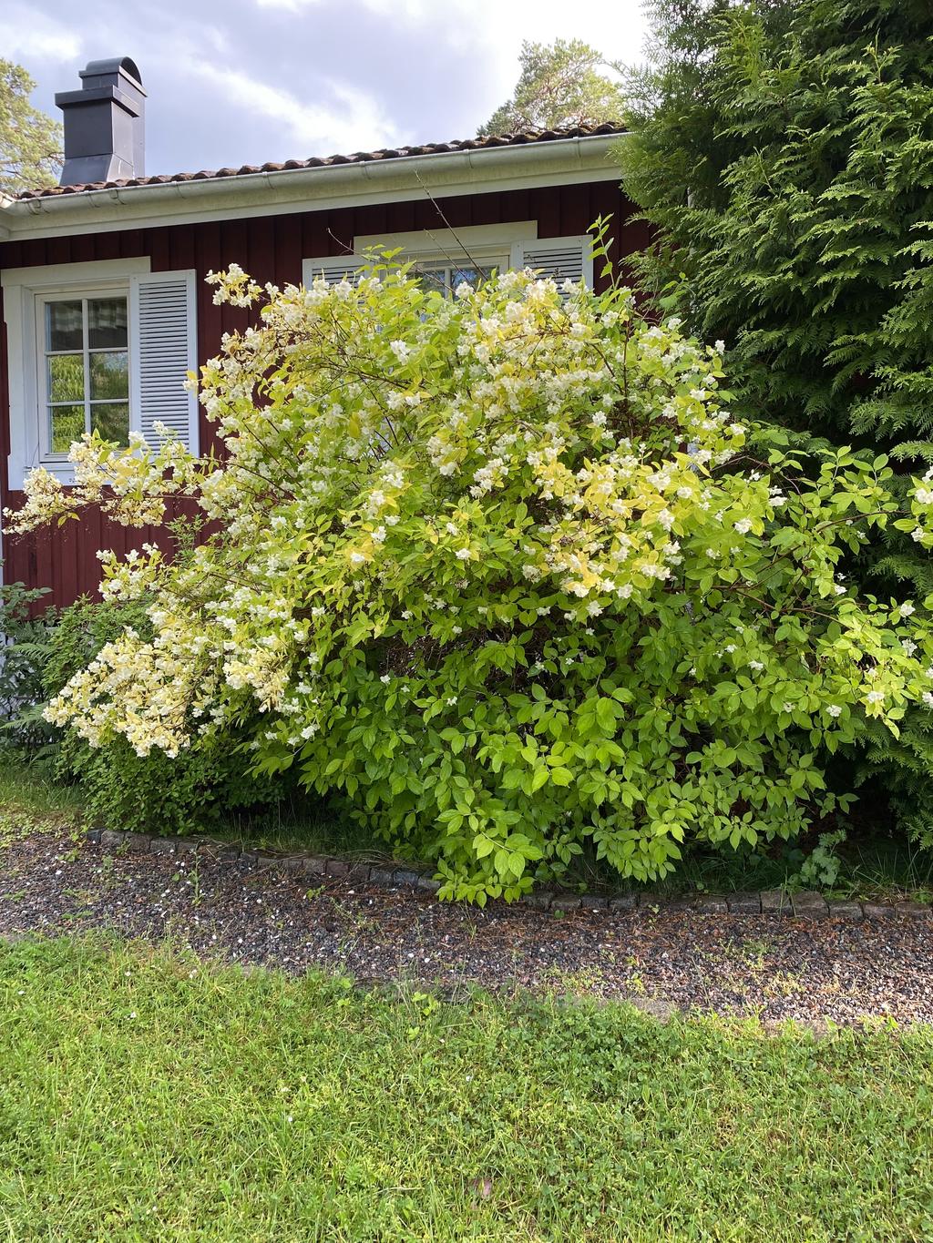 Underbar doftschersmin i full blom på framsidan av huset