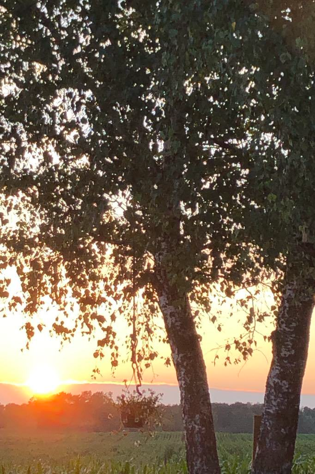 Säljarens bild