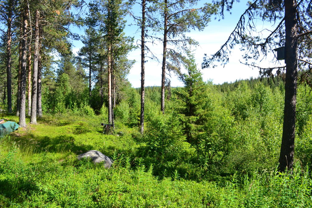 Baksida av tomten