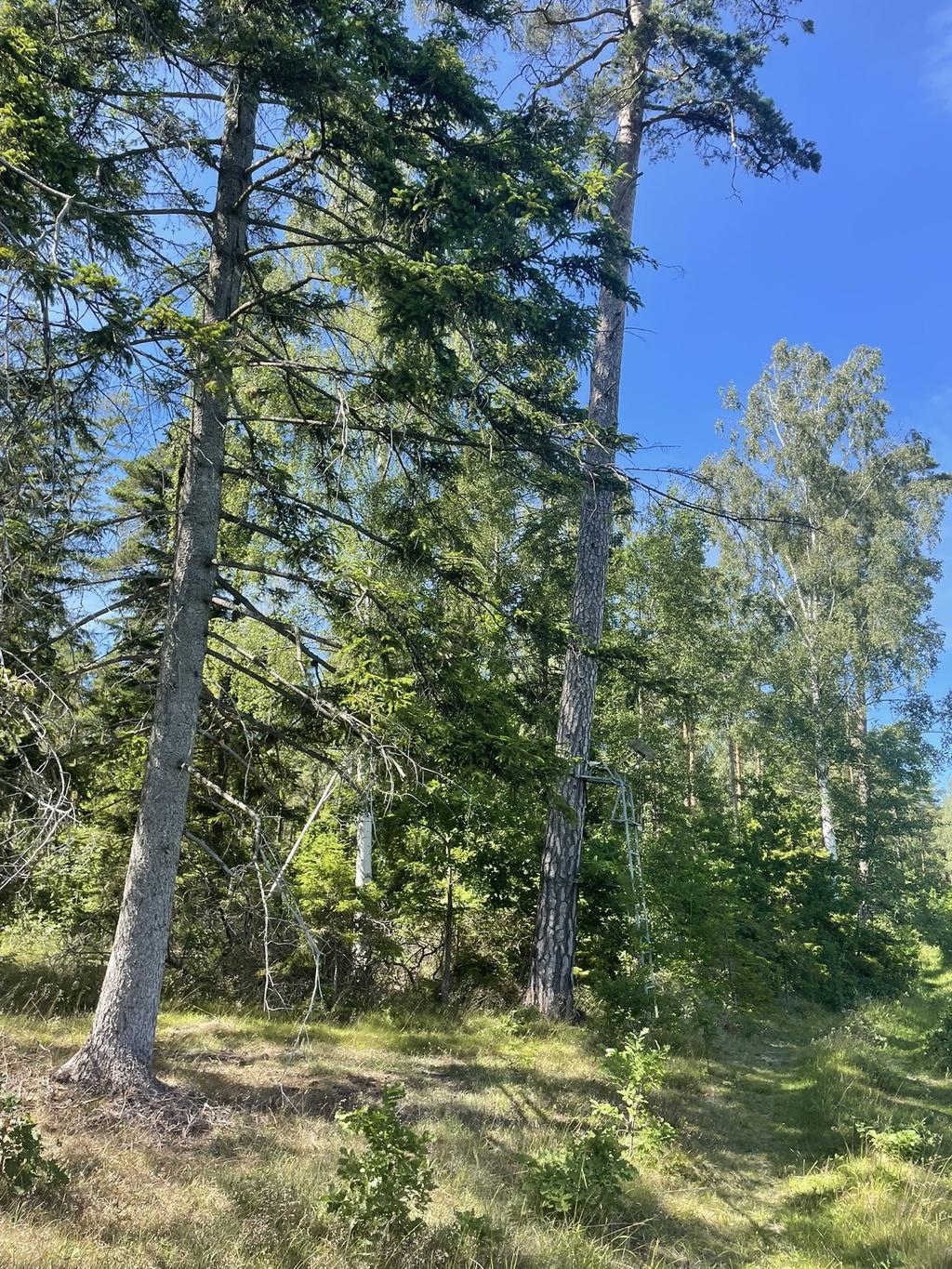 Skog