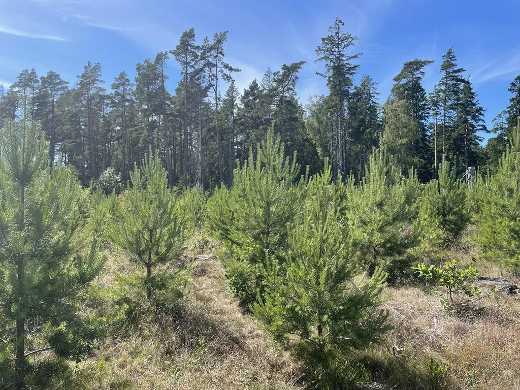 Plantering