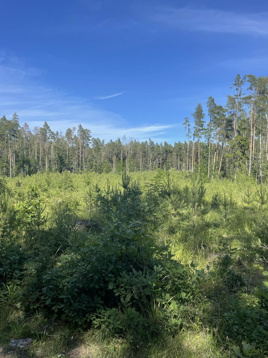 Plantering och mogen skog
