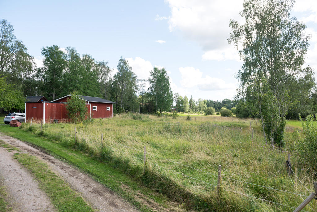 Trädgård. 