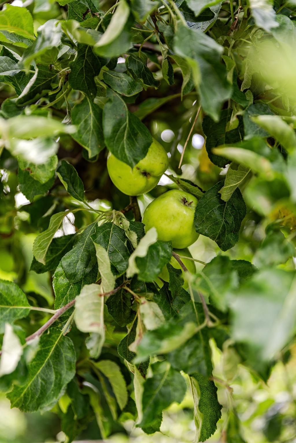 Här finns både frukt och bär att njuta av