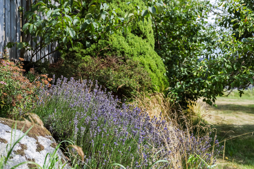Lavendel på baksidan huset.