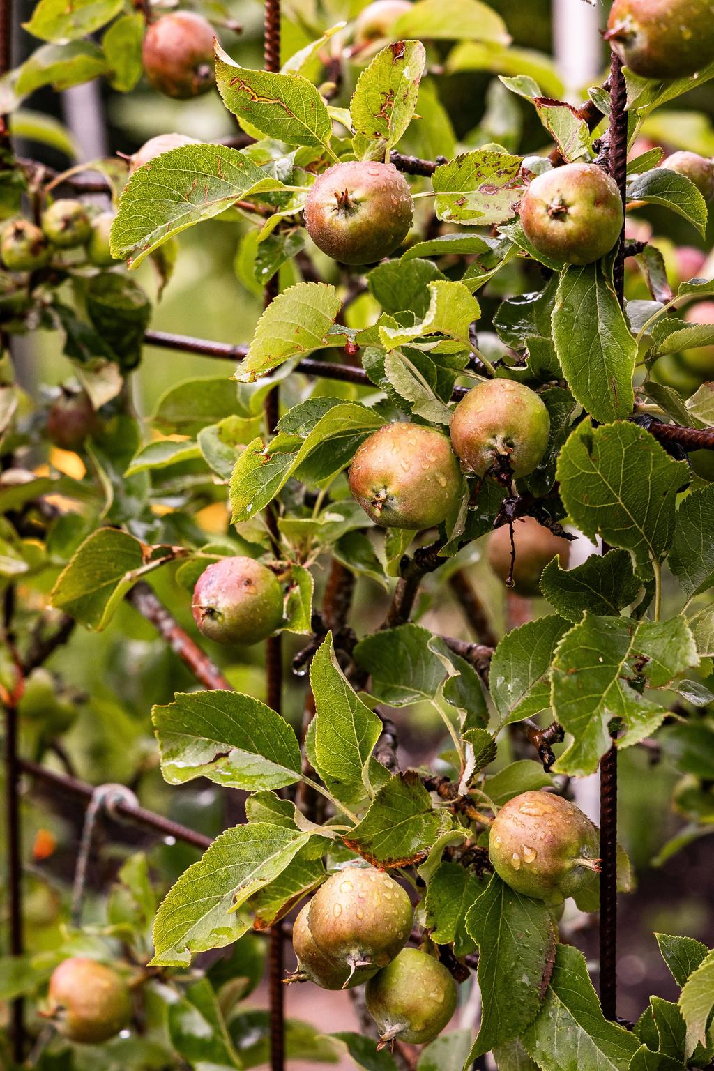 Äpple på spaljé