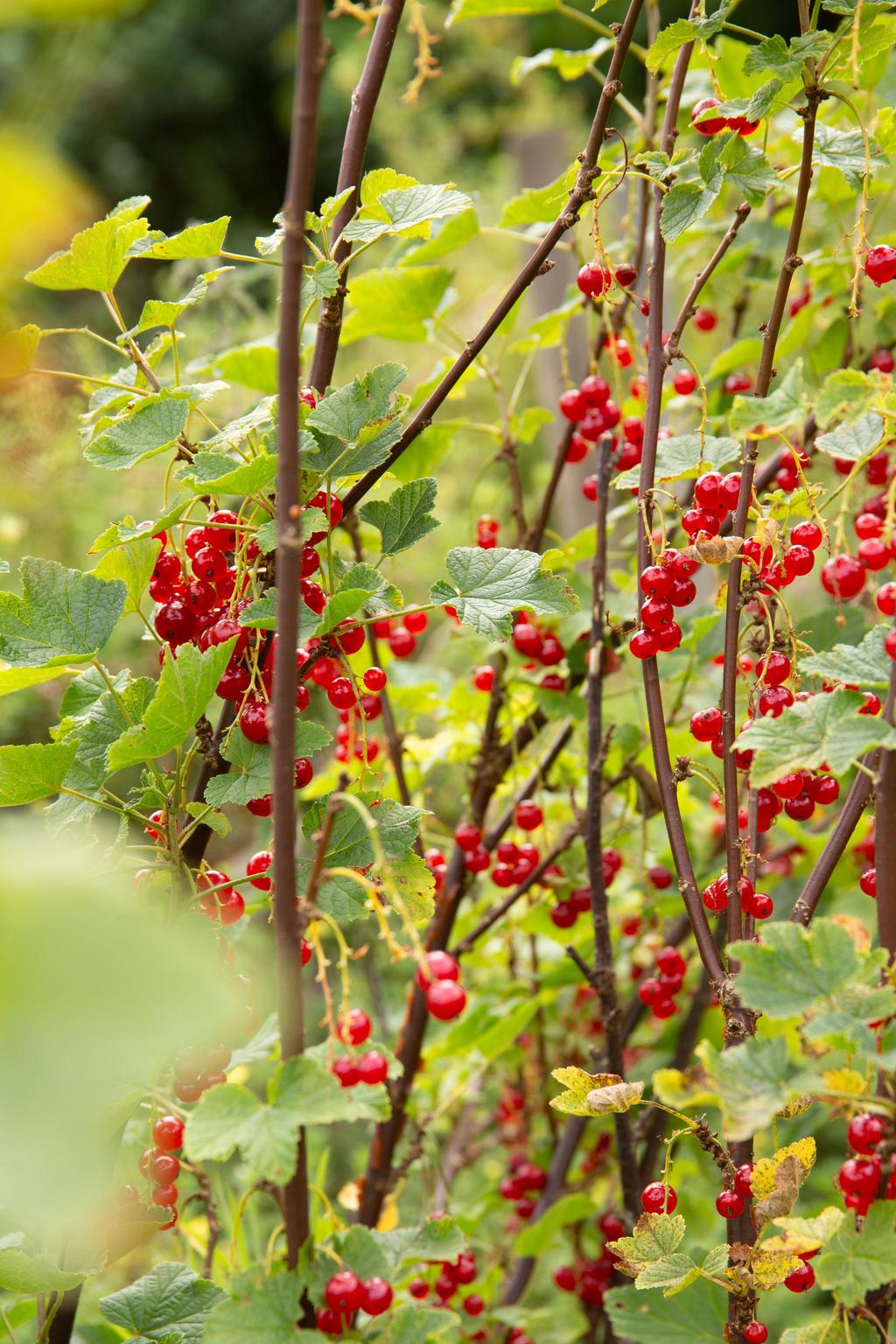 Detaljbild.