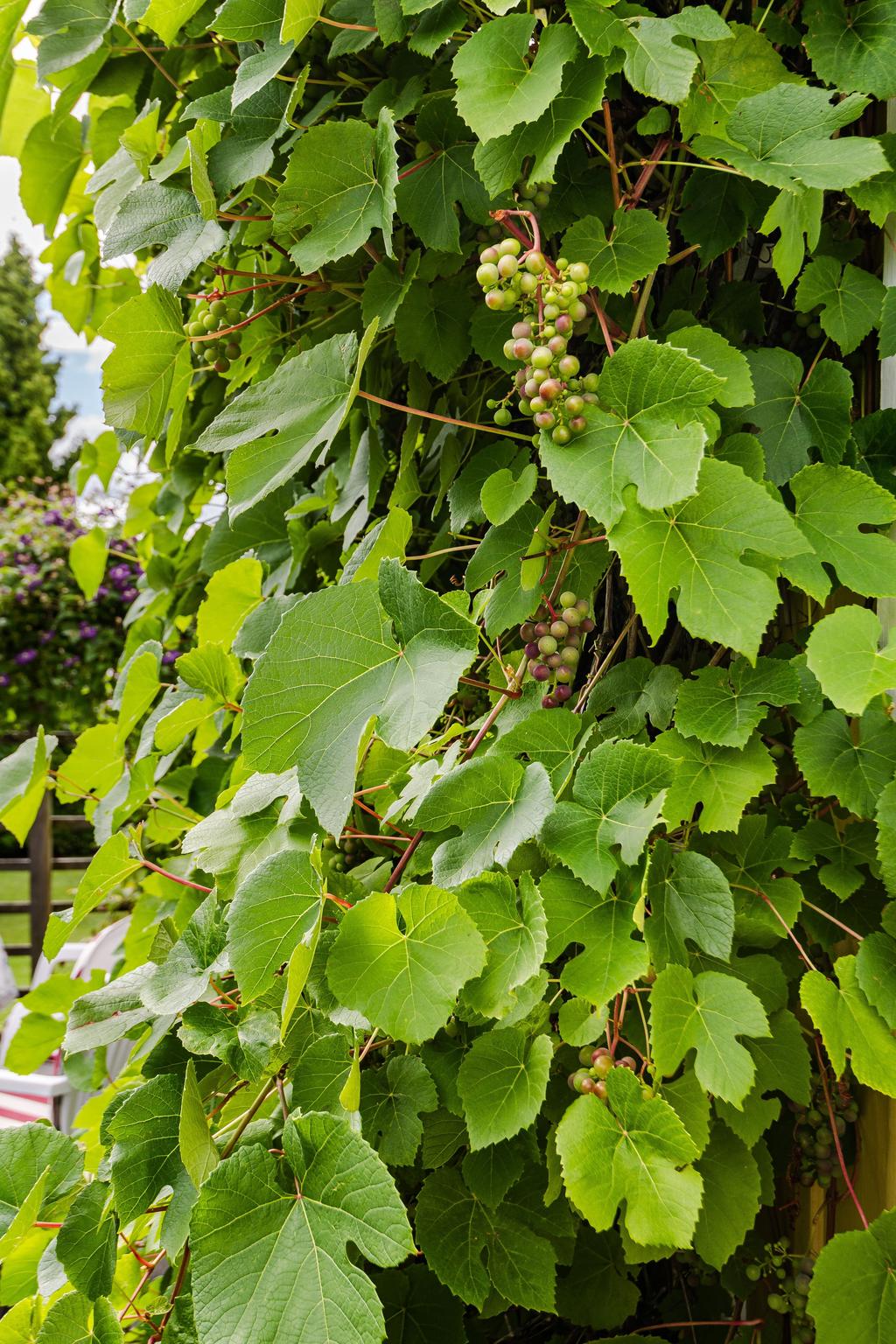 Vindruvor är bara en av många bär som växer i denna härliga trädgård.