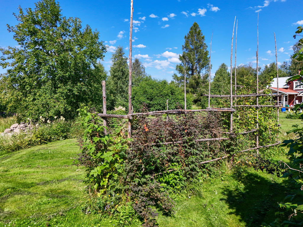 Bärbuskar. 