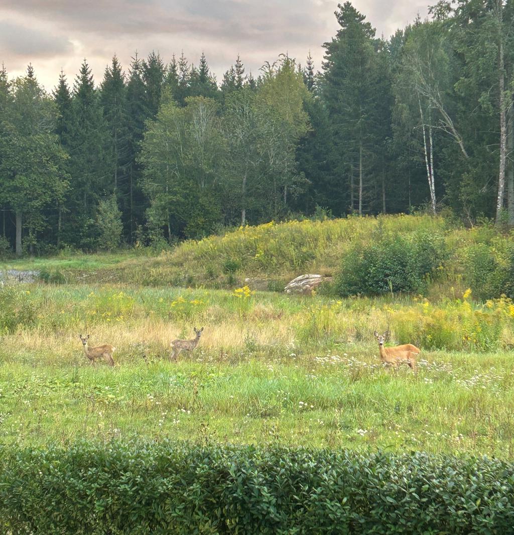 Naturskönt läge