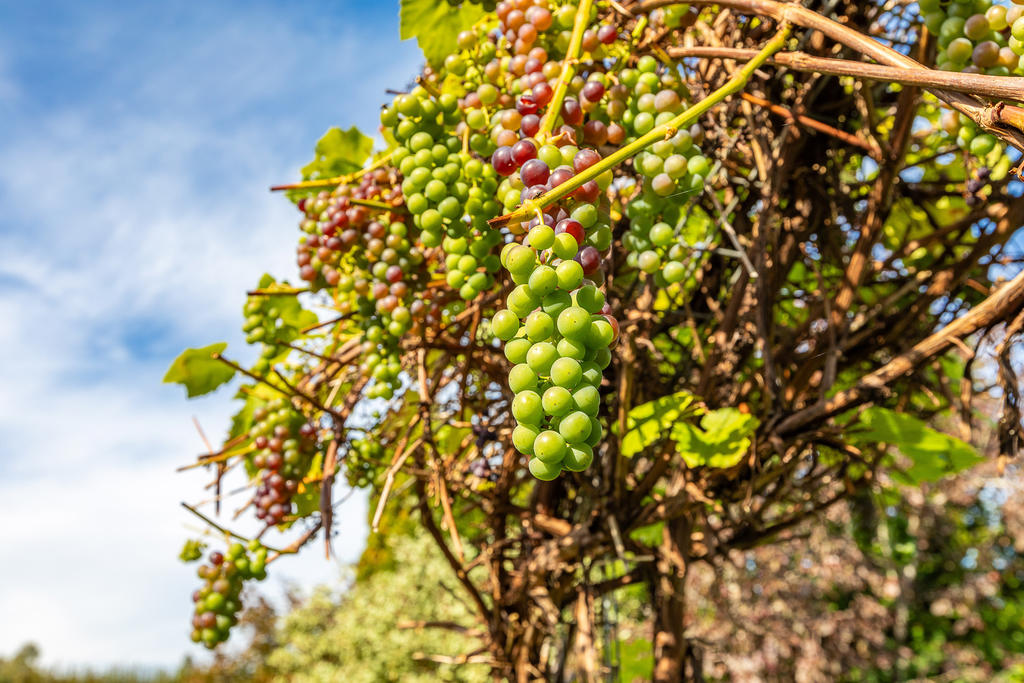Vinrankor