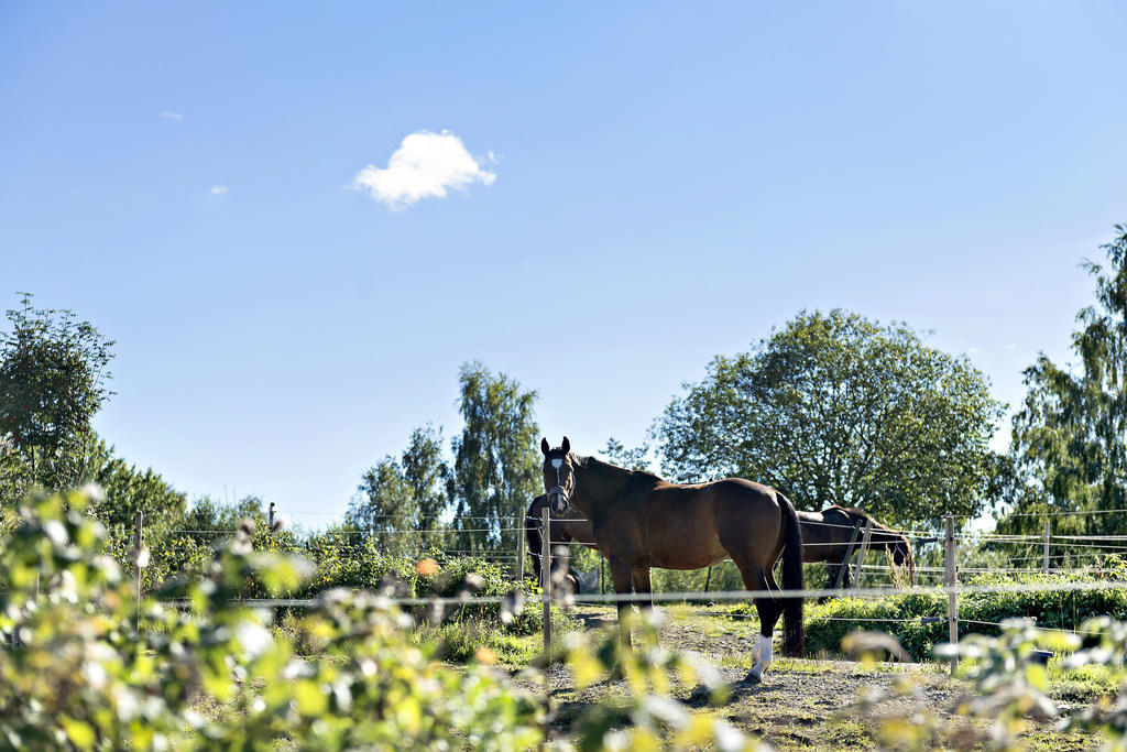 Partille ridklubb ligger också i närheten, och det finns även en brukshundsklubb i området