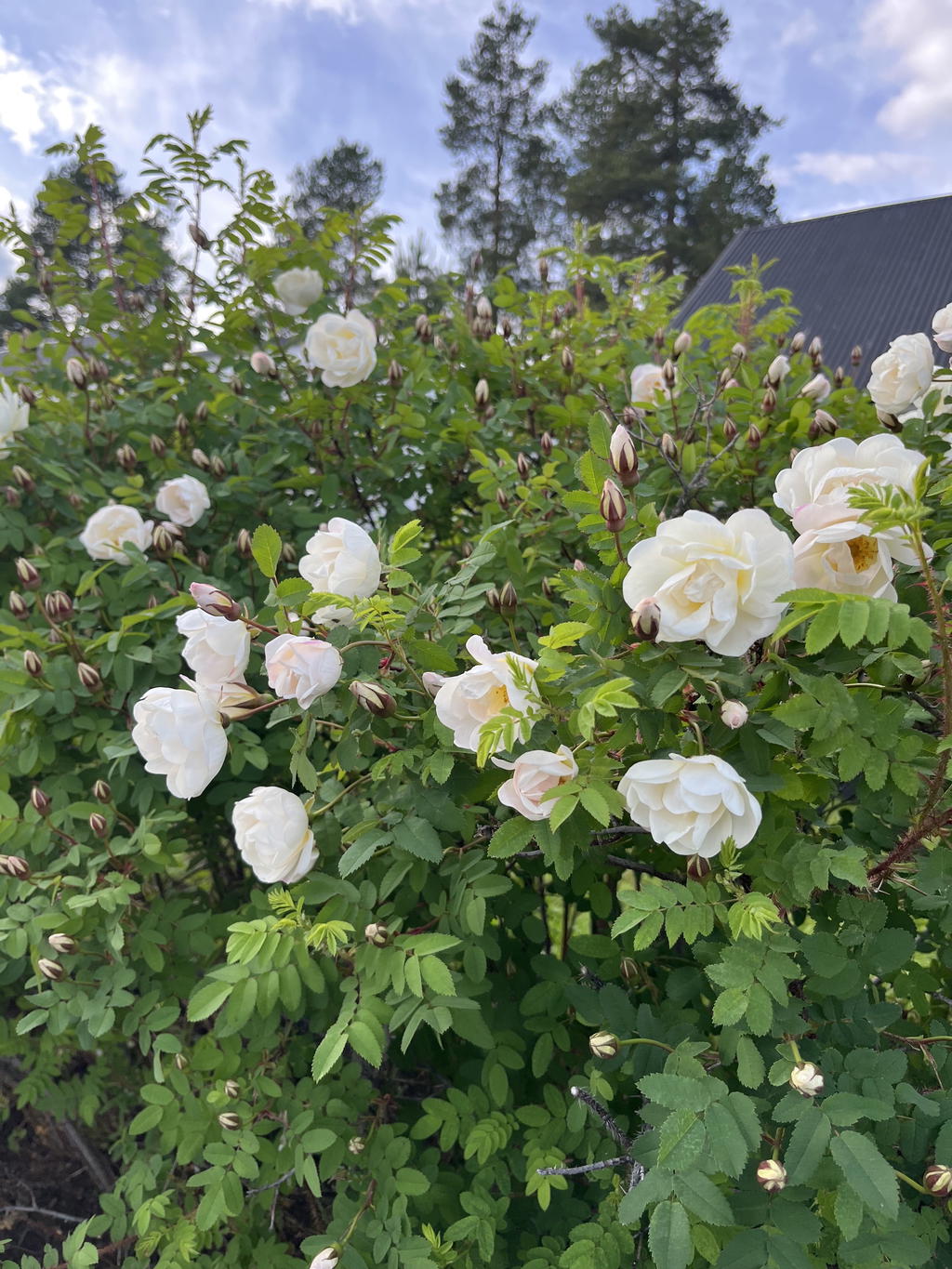 Säljarens sommarbild 
