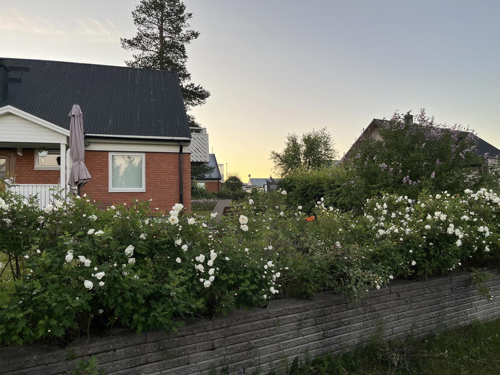 Säljarens sommarbild. Häck av vit ros