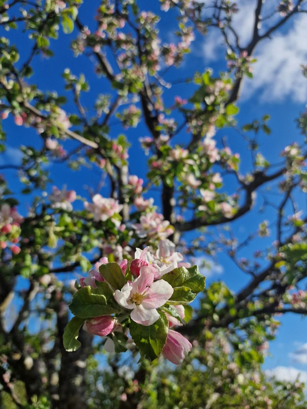 Säljarens egna bilder