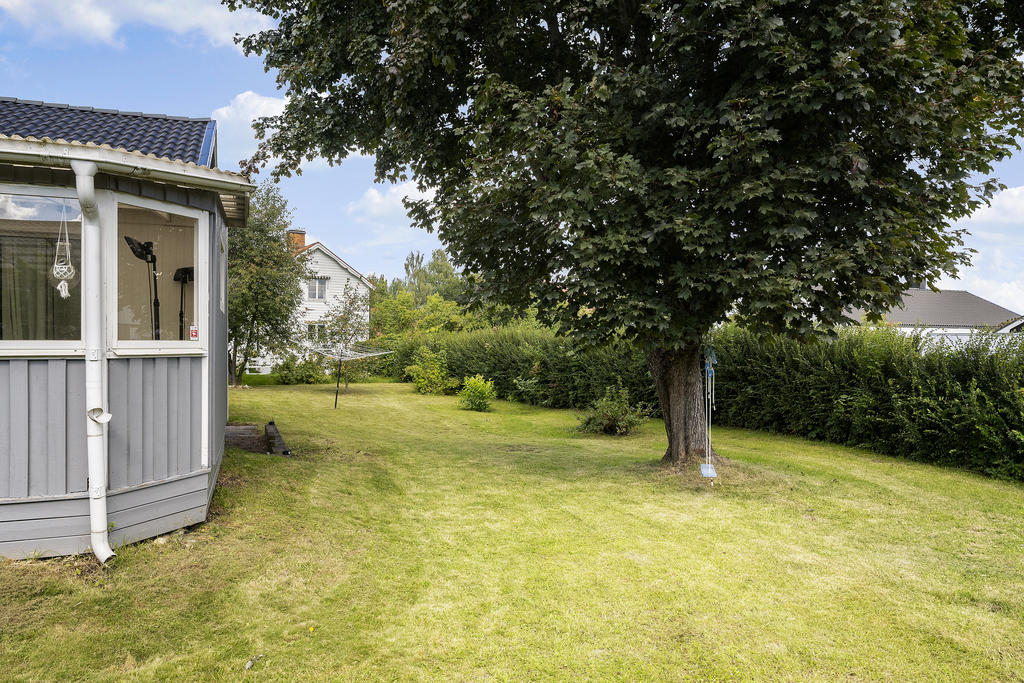 Trädgård