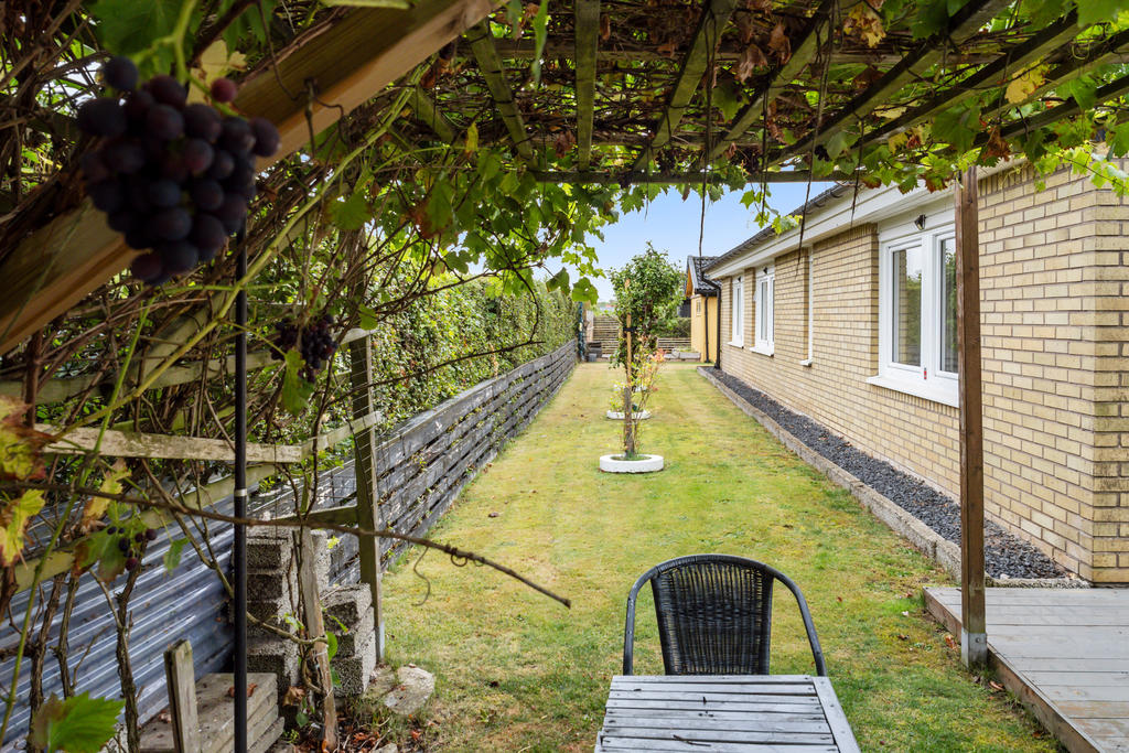 Pergola med vindruvor