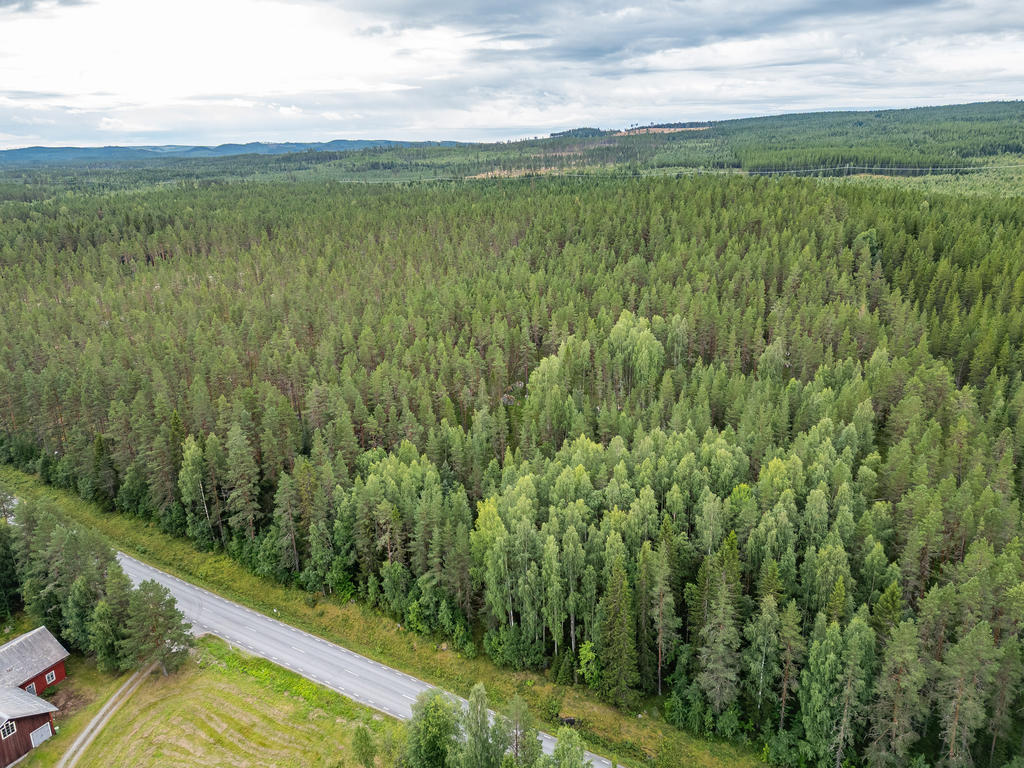 Skogen