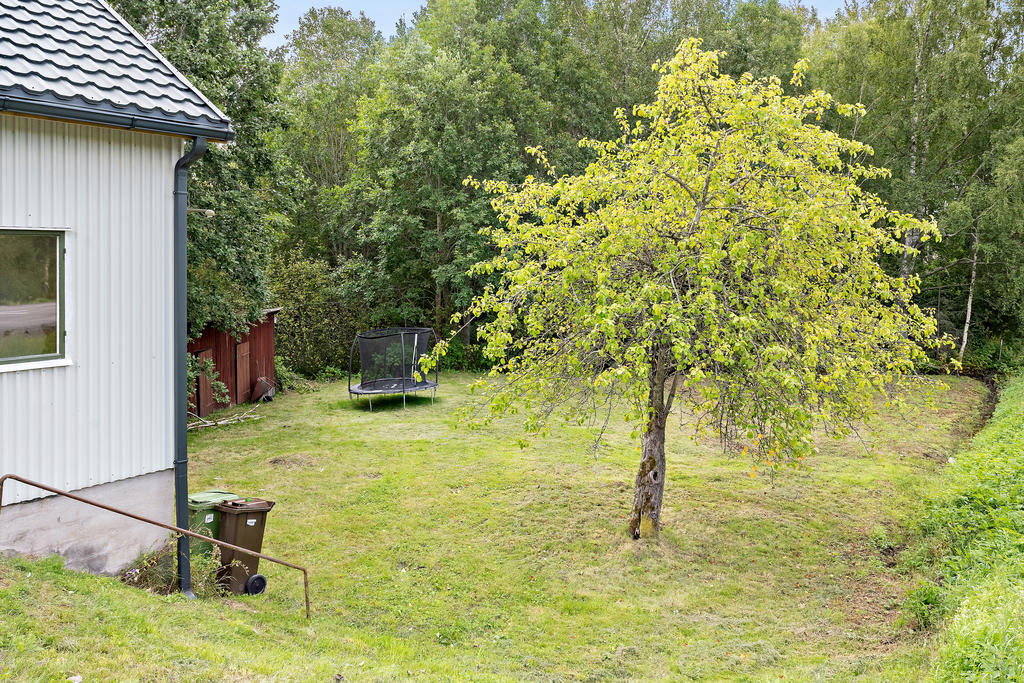 Trädgård