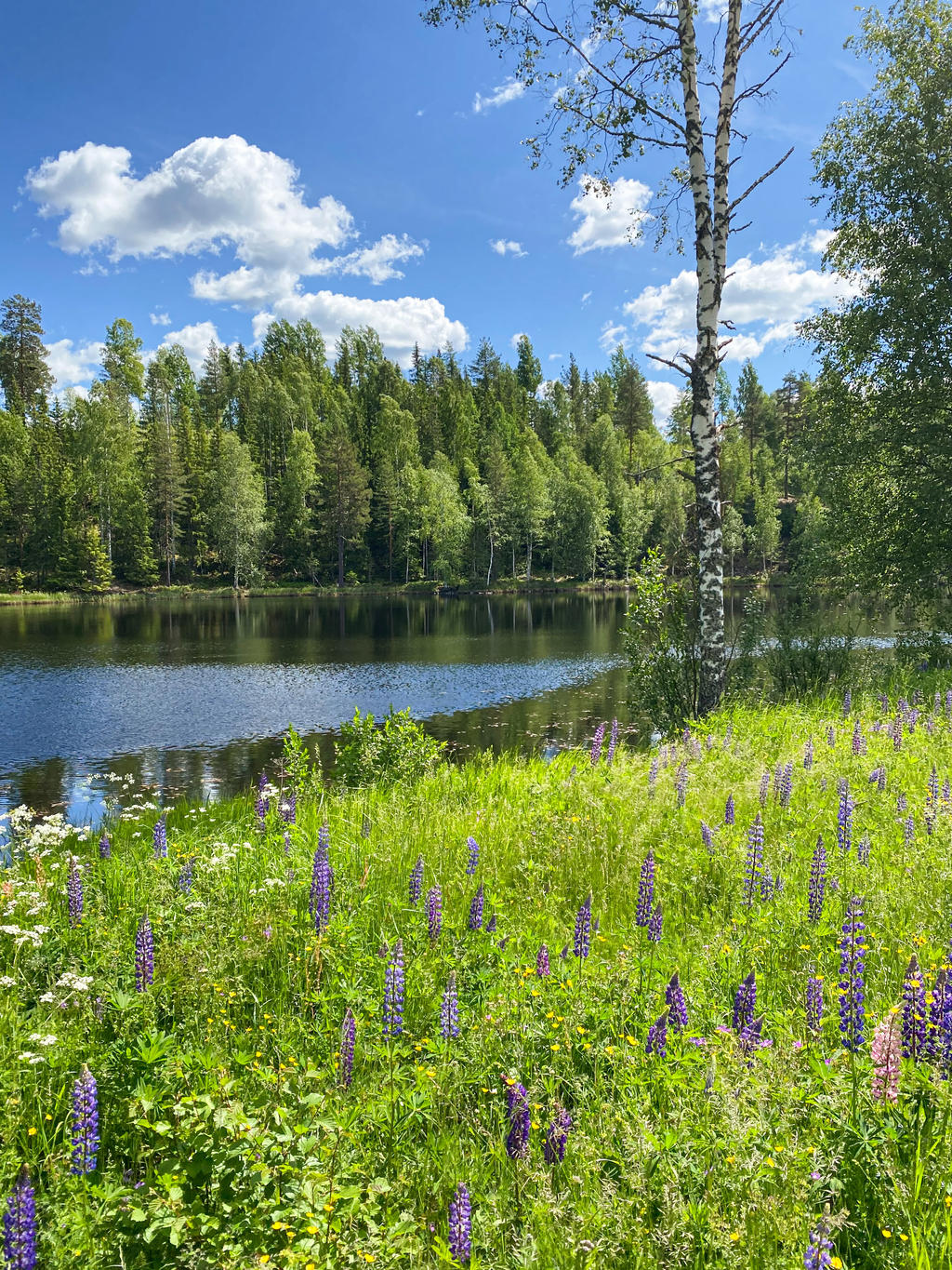 Område