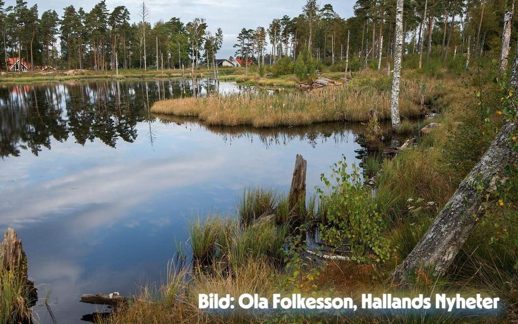 Dagvattendamm. En stillsam del av världen där smådoppingen anländer tidigt på våren och näckrosorna breder ut sig. Bild: Ola Folkesson, Hallands Nyheter