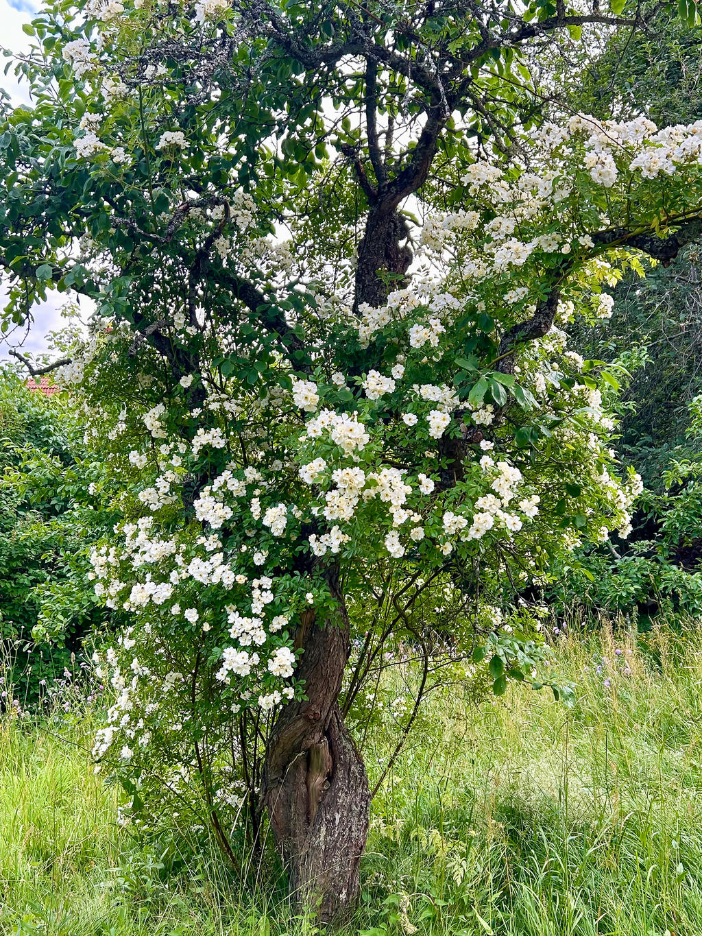Säljarnas egna foton - exempel på trädgårdens blommor