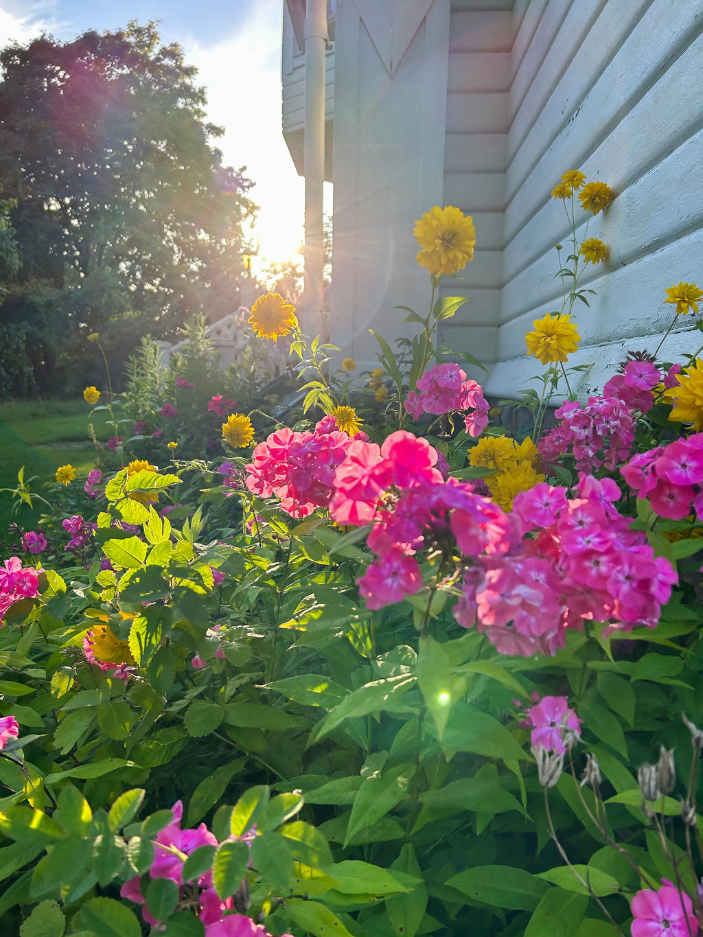 Säljarnas egna foton - exempel på trädgårdens blommor